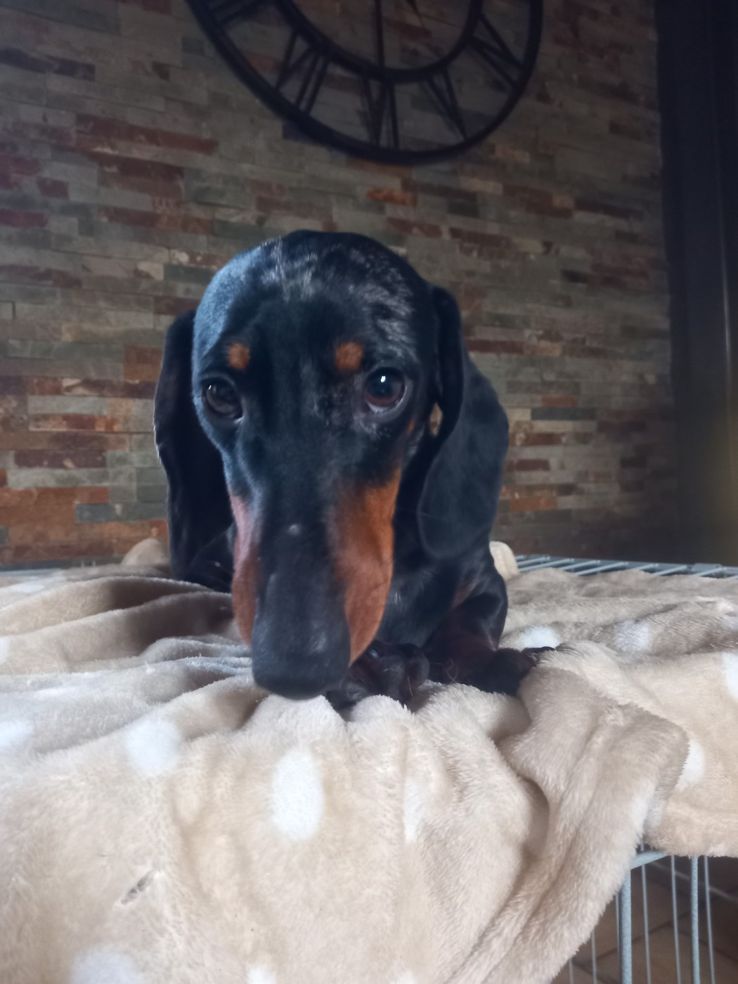 VALMY du Domaine des Chtitespattes