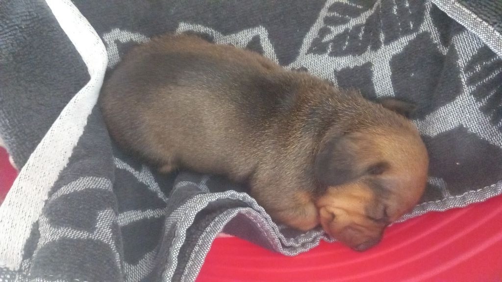 Domaine D'Hensyloja - Chiots disponibles - Teckel poil ras
